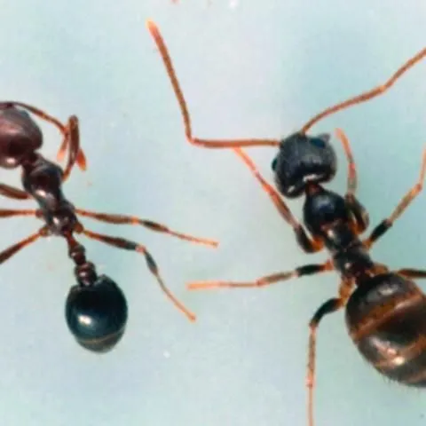thumbnail for publication: Tawny Crazy Ant